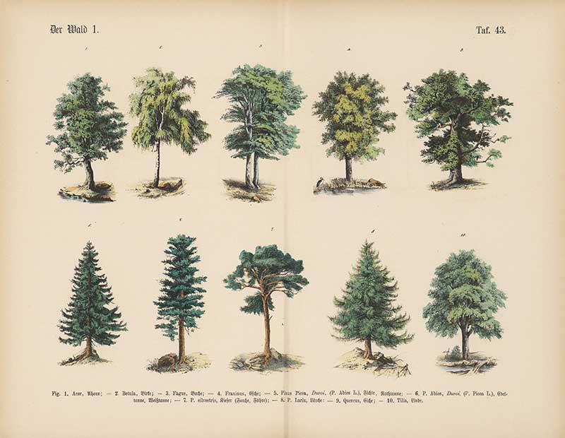 German botanical plate of European forest trees including oak, birch, pine, and spruce Carl Hoffmann botanical illustration