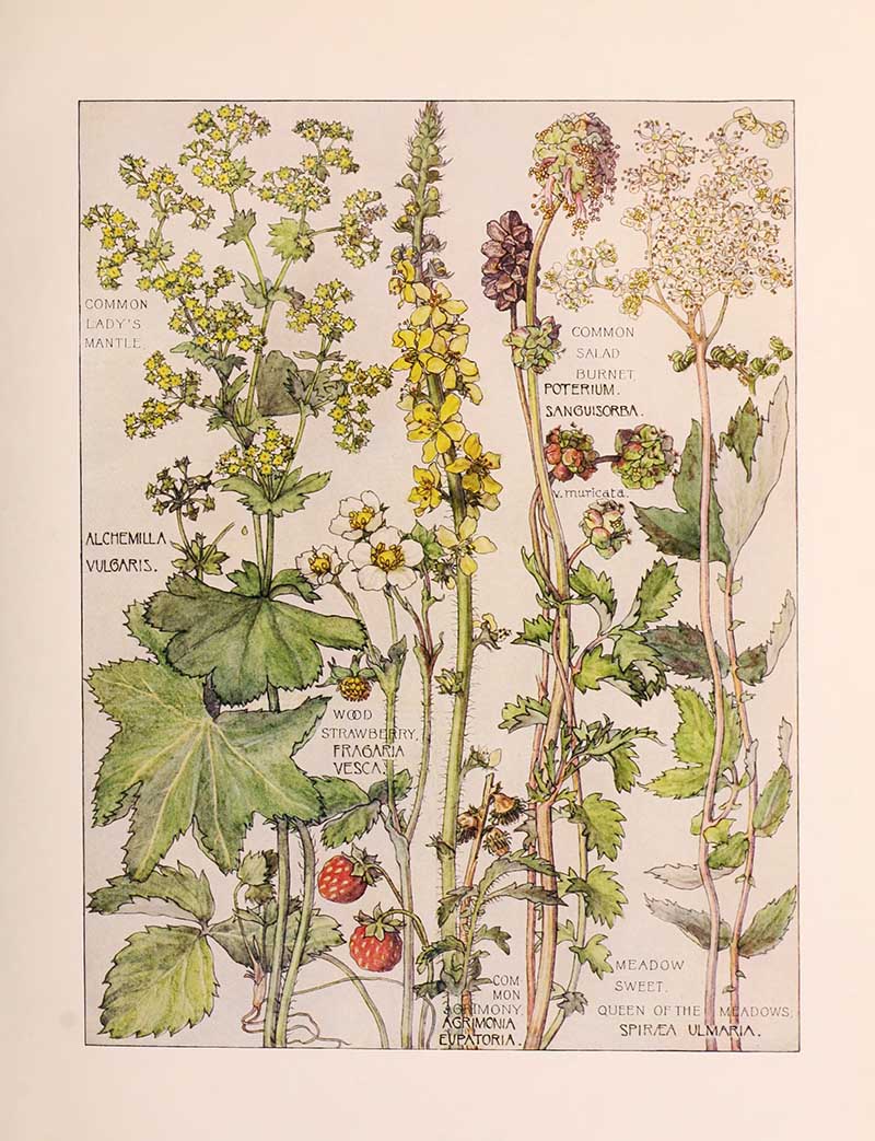 Vintage botanical watercolor showing rose family wildflowers third plate Harriet Adams wildflower botanical illustration