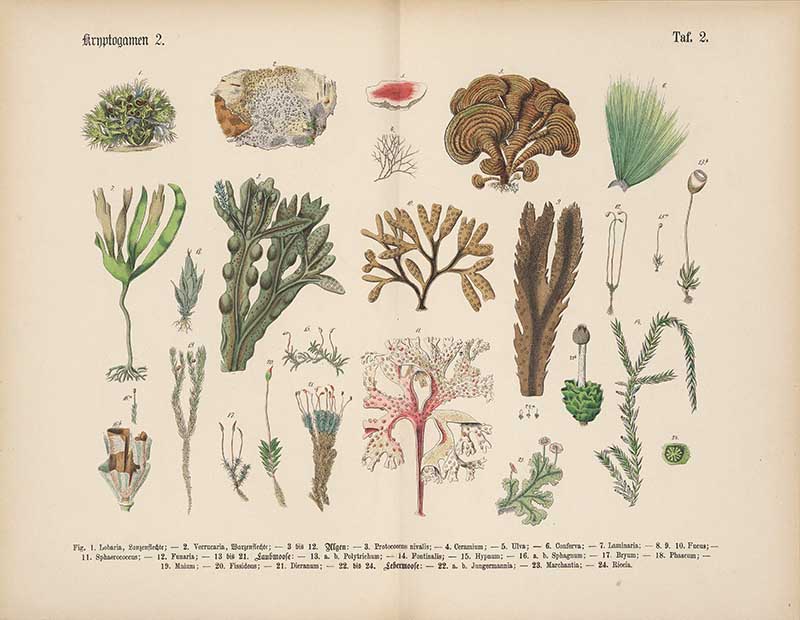 Vintage German botanical plate showing lichens, algae, and seaweed in muted greens, browns, and cream tones Carl Hoffmann botanical illustration