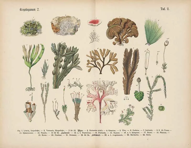 Vintage German botanical plate showing lichens, algae, and seaweed in muted greens, browns, and cream tones Carl Hoffmann botanical illustration