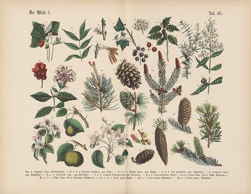 German botanical plate of forest plants showing pine cones, holly berries, ivy, and honeysuckle Carl Hoffmann botanical illustration