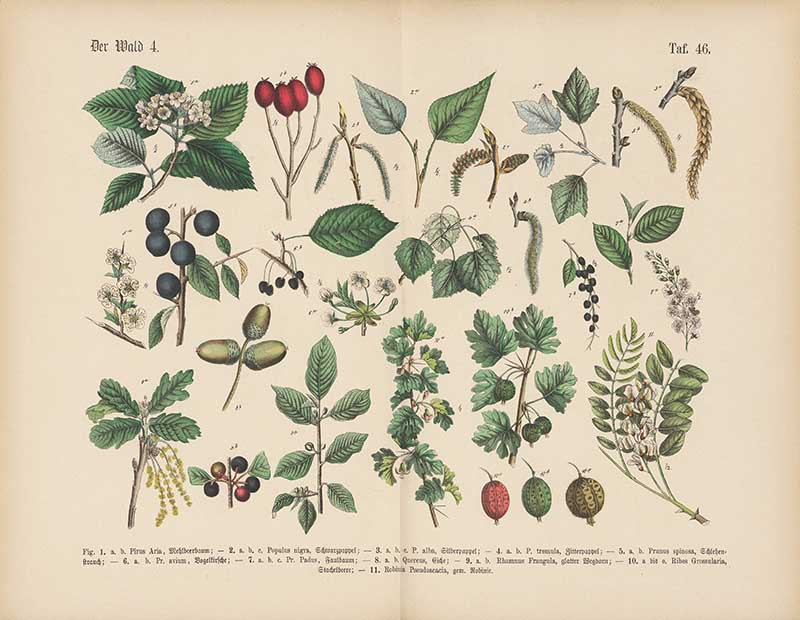 German botanical plate of forest trees showing oak acorns, poplar, cherry blossoms, and gooseberry Carl Hoffmann botanical illustration