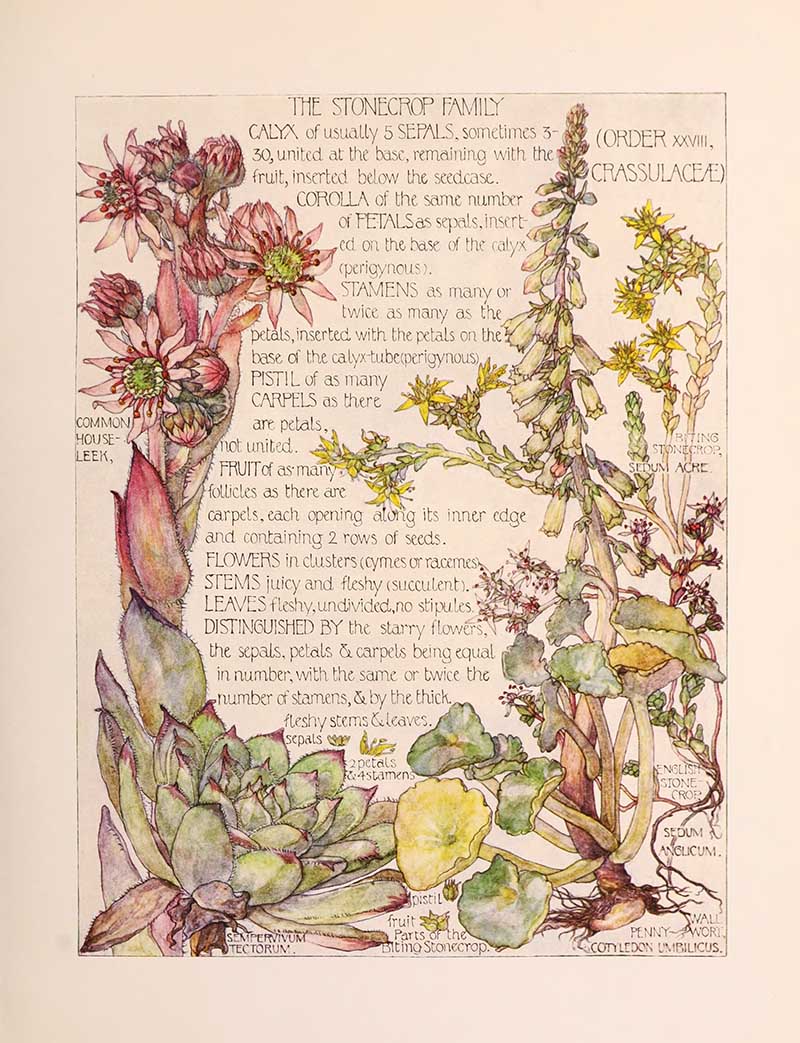 Vintage botanical watercolor showing stonecrop sedum family wildflowers Harriet Adams wildflower botanical illustration