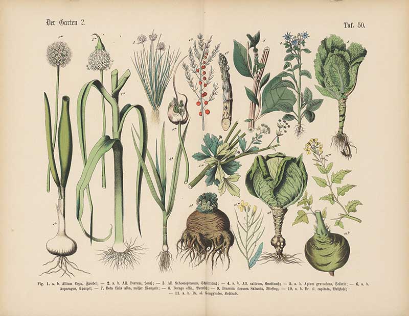 German botanical plate of garden vegetables including onion, garlic, asparagus, and cabbage Carl Hoffmann botanical illustration