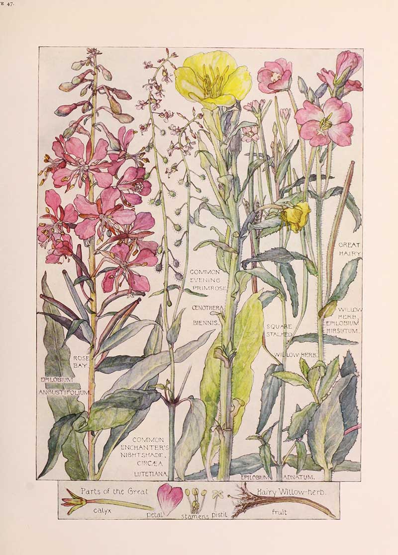 Vintage botanical watercolor showing willow-herb evening primrose family wildflowers Harriet Adams wildflower botanical illustration