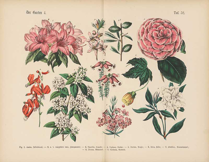 German botanical plate of ornamental garden flowers including azalea, camellia, gardenia, and heath Carl Hoffmann botanical illustration