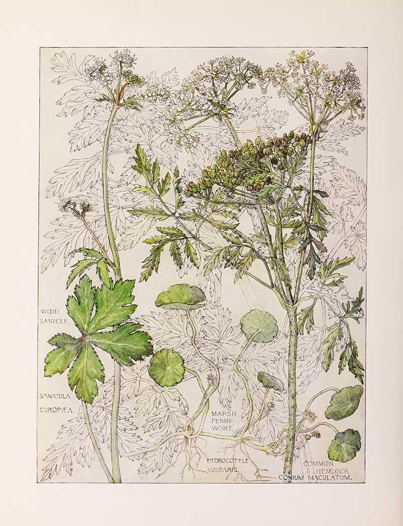 Vintage botanical watercolor showing parsley umbelliferous family wildflowers Harriet Adams wildflower botanical illustration