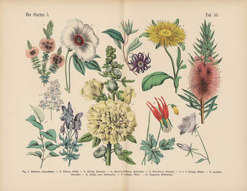 German botanical plate of garden flowers including hibiscus, hollyhock, lilac, and columbine Carl Hoffmann botanical illustration