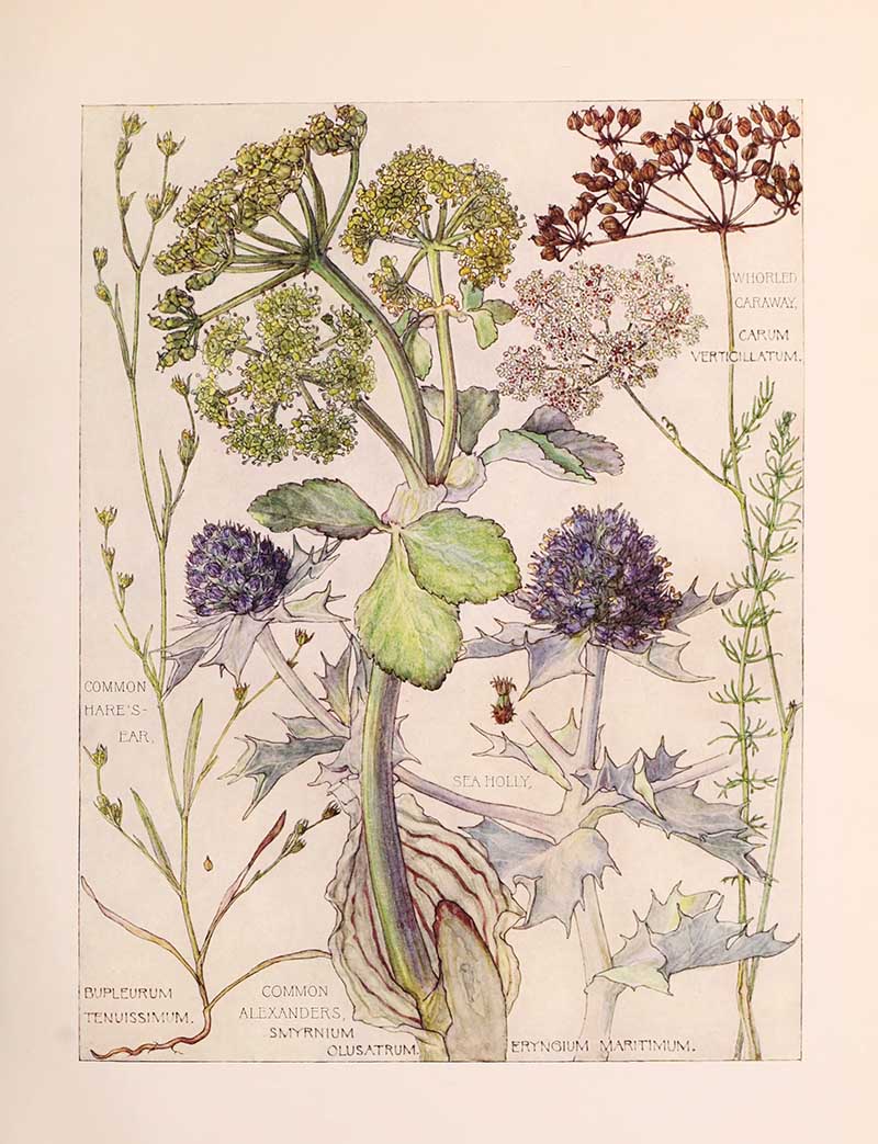 Vintage botanical watercolor showing parsley umbelliferous family wildflowers second plate Harriet Adams wildflower botanical illustration
