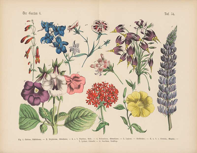 German botanical plate of garden flowers including delphinium, lupinus, gloxinia, and carnation Carl Hoffmann botanical illustration
