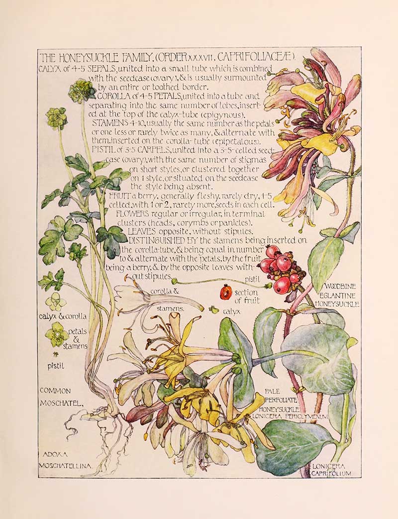 Vintage botanical watercolor showing honeysuckle family wildflowers Harriet Adams wildflower botanical illustration