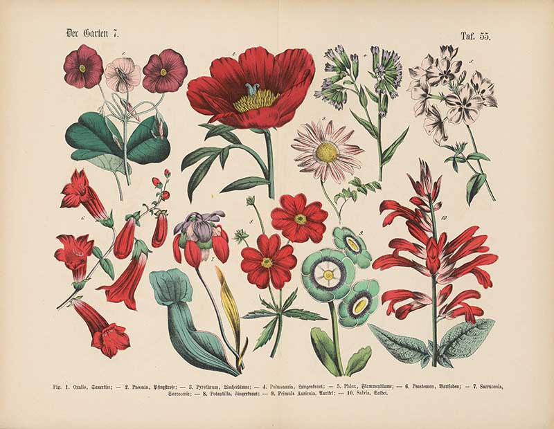 German botanical plate of garden flowers including peony, salvia, phlox, and pitcher plant Carl Hoffmann botanical illustration