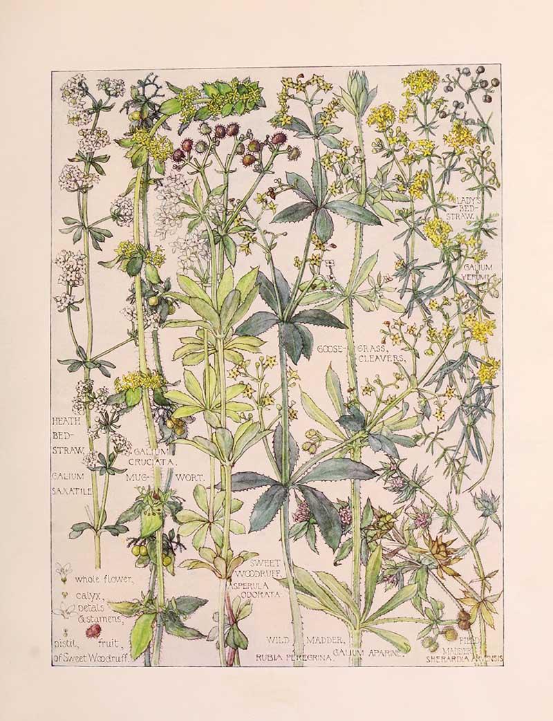 Vintage botanical watercolor showing bedstraw family wildflowers Harriet Adams wildflower botanical illustration