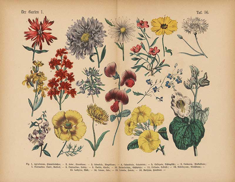 German botanical plate of garden flowers including marigold, wallflower, sweet pea, and California poppy Carl Hoffmann botanical illustration