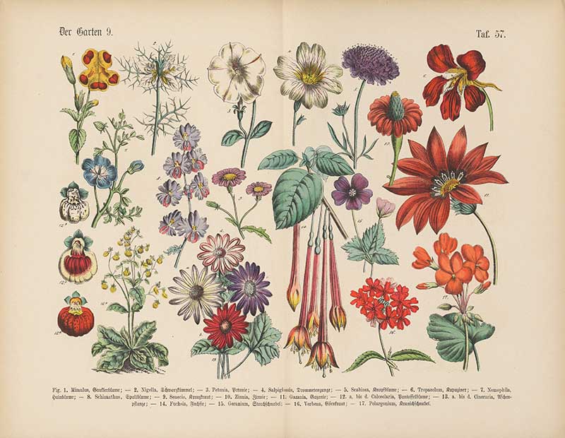 German botanical plate of garden flowers including petunia, zinnia, fuchsia, and nasturtium Carl Hoffmann botanical illustration