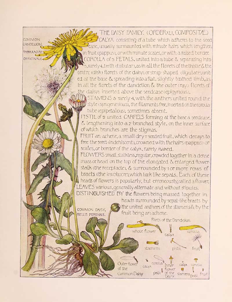 Vintage botanical watercolor showing daisy composite family wildflowers Harriet Adams wildflower botanical illustration