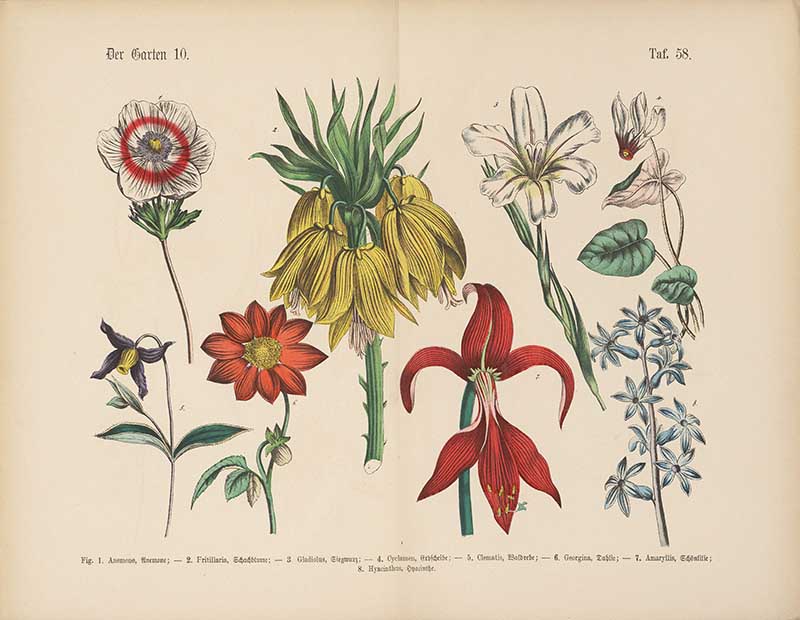 German botanical plate of garden flowers including amaryllis, fritillaria, dahlia, and hyacinth Carl Hoffmann botanical illustration