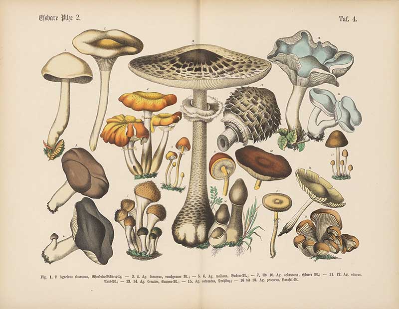 German botanical plate of edible mushrooms showing parasol mushroom and various species in cream, orange, brown, and olive tones Carl Hoffmann botanical illustration