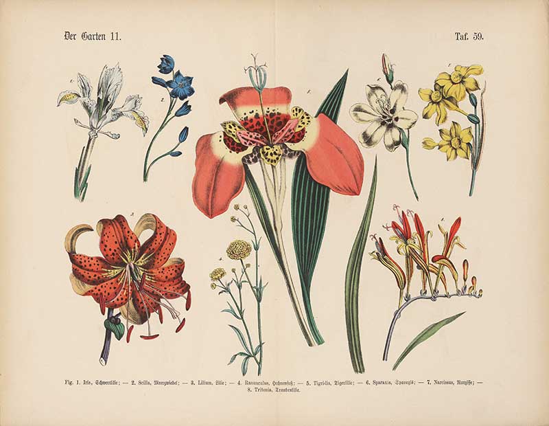 German botanical plate of garden flowers including tiger lily, iris, narcissus, and daffodils Carl Hoffmann botanical illustration