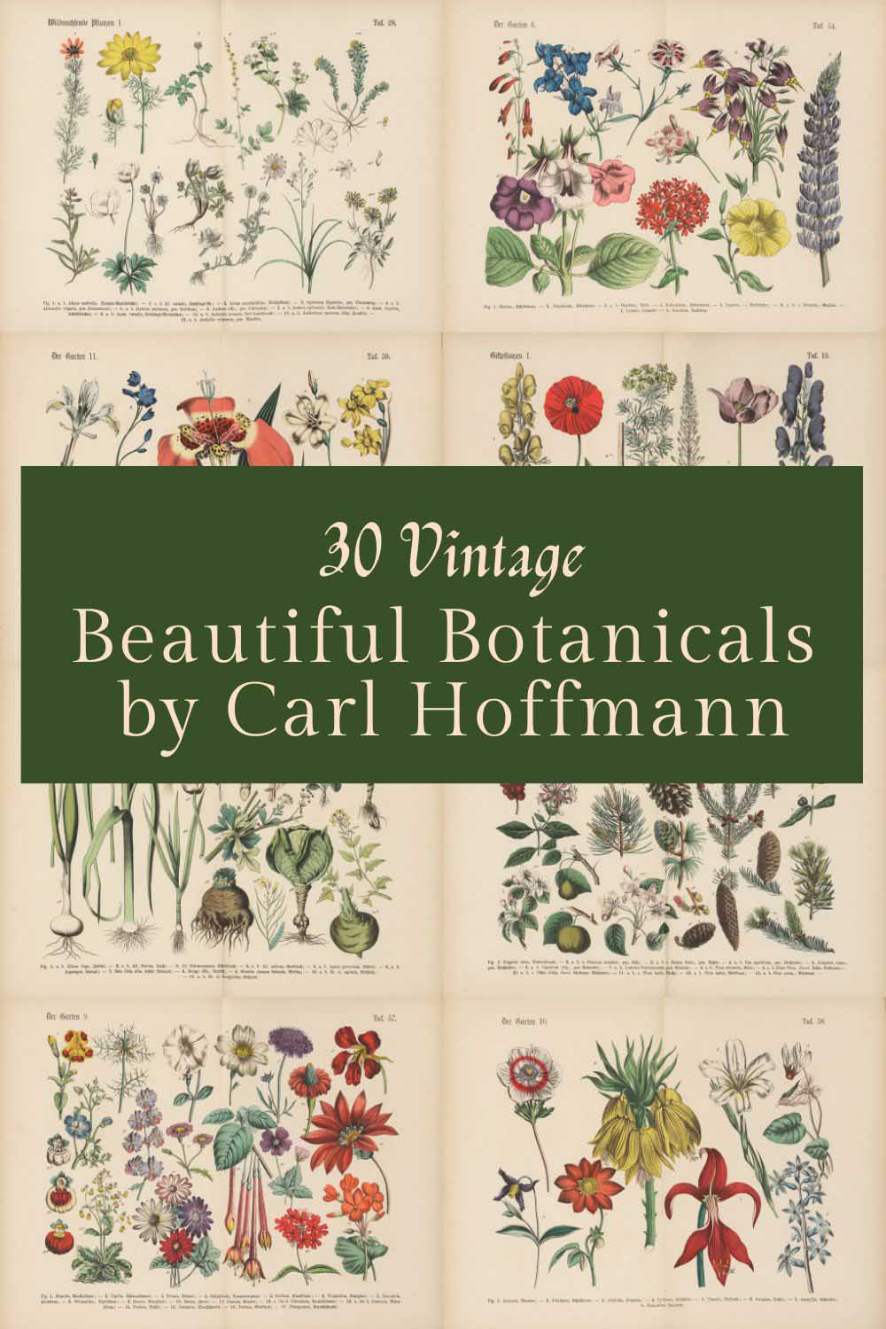 30 botanical illustrations by Carl Hoffmann pin