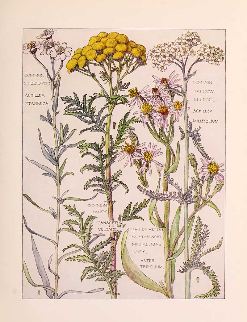Vintage botanical watercolor showing daisy composite family wildflowers third plate Harriet Adams wildflower botanical illustration