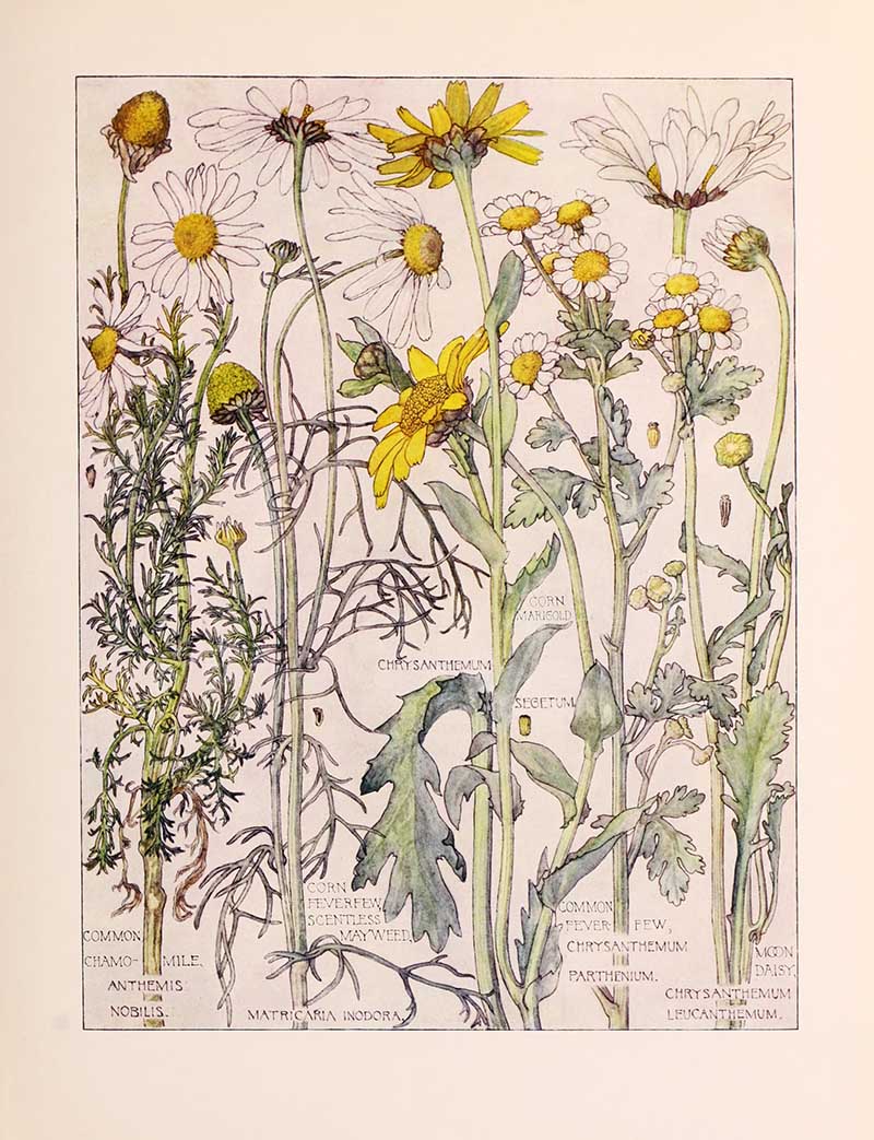 Vintage botanical watercolor showing daisy composite family wildflowers fourth plate Harriet Adams wildflower botanical illustration
