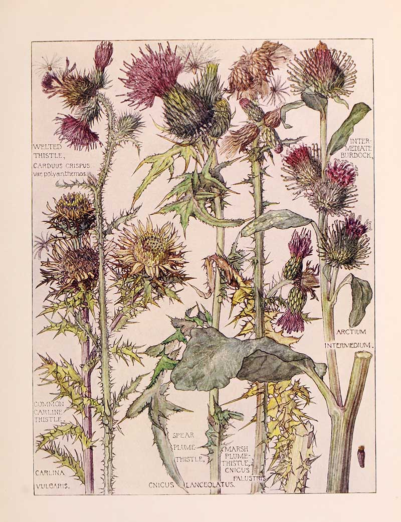 Vintage botanical watercolor showing daisy family thistles Harriet Adams wildflower botanical illustration