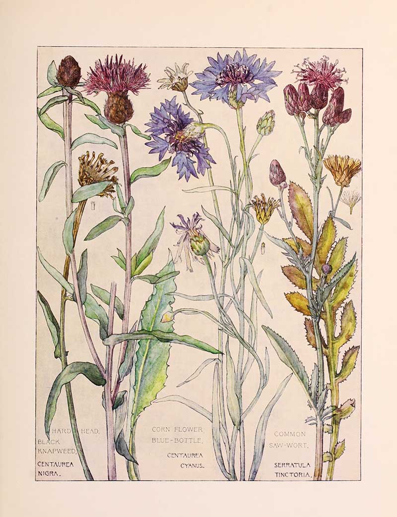Vintage botanical watercolor showing daisy composite family wildflowers sixth plate Harriet Adams wildflower botanical illustration