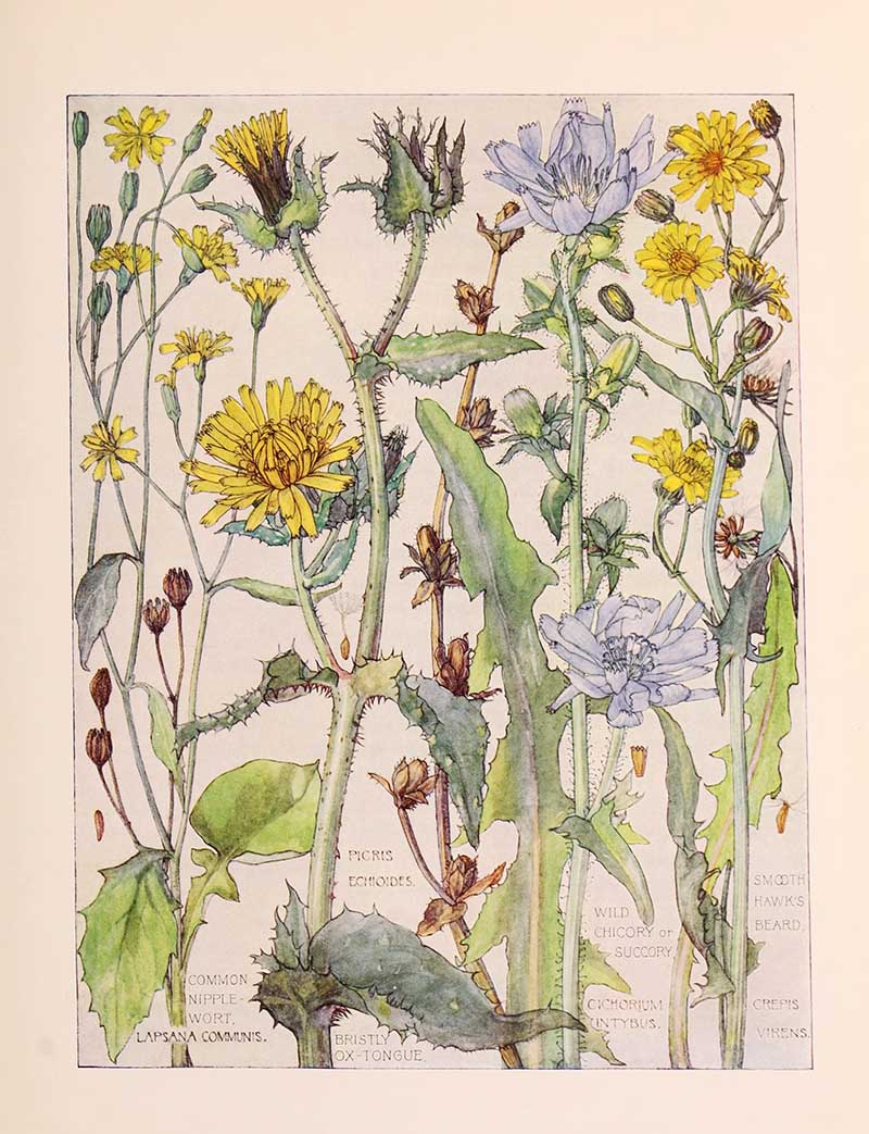 Vintage botanical watercolor showing daisy composite family wildflowers seventh plate Harriet Adams wildflower botanical illustration