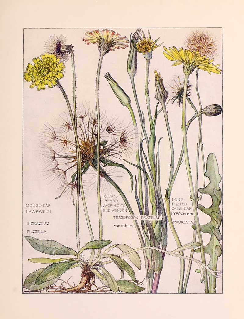 Vintage botanical watercolor showing daisy composite family wildflowers eighth plate Harriet Adams wildflower botanical illustration