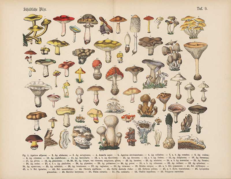 German botanical chart of poisonous mushrooms showing over 50 species in various colors Carl Hoffmann botanical illustration