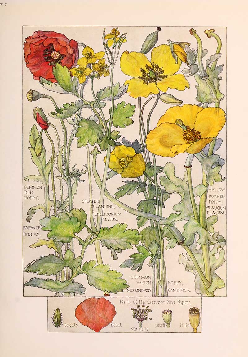 Vintage botanical watercolor showing red poppy, greater celandine, yellow horned poppy, and Welsh poppy Harriet Adams wildflower botanical illustration
