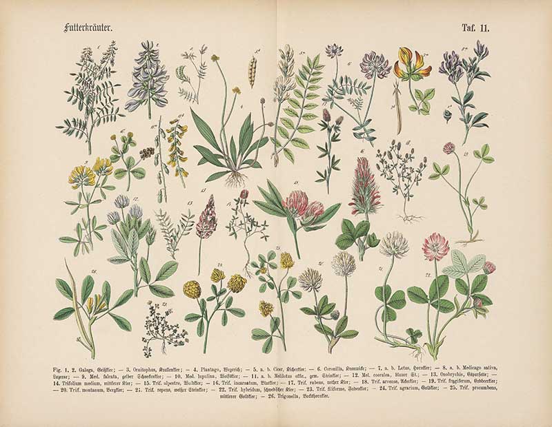 German botanical plate of fodder plants showing legumes and clovers with detailed stems, leaves, and flowers Carl Hoffmann botanical illustration
