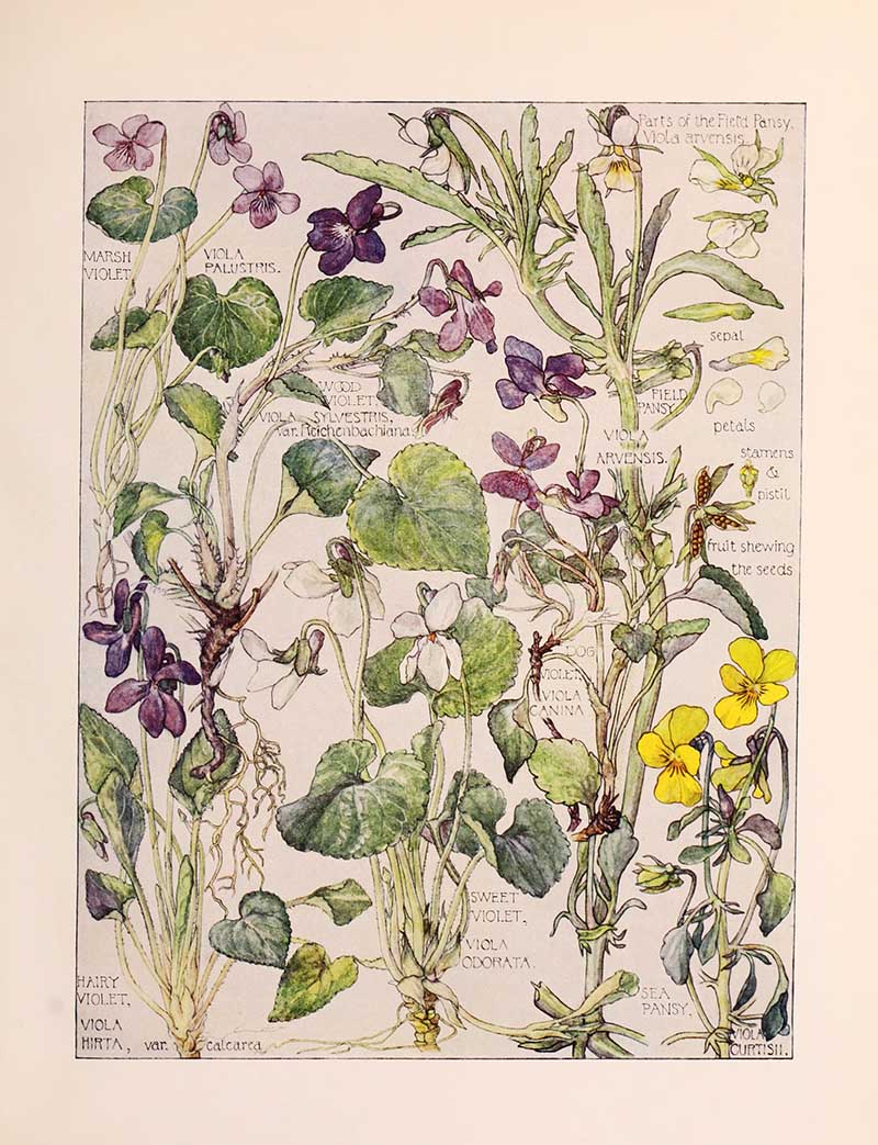 Vintage botanical watercolor showing various violet and pansy species in purple, white, and yellow Harriet Adams wildflower botanical illustration