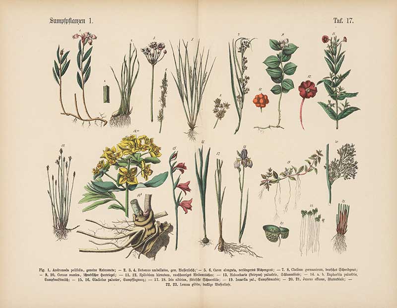 German botanical plate of marsh and wetland plants including iris, willowherb, and sedge with detailed roots and flowers Carl Hoffmann botanical illustration