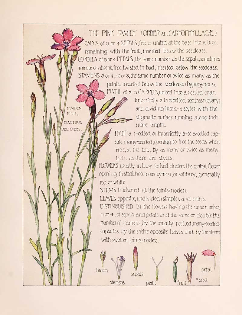 Vintage botanical watercolor showing pink family wildflowers with delicate blooms Harriet Adams wildflower botanical illustration