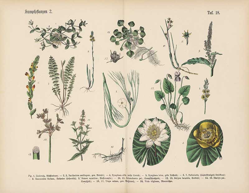 German botanical plate of wetland plants including white and yellow water lilies, bog asphodel, and bulrush Carl Hoffmann botanical illustration