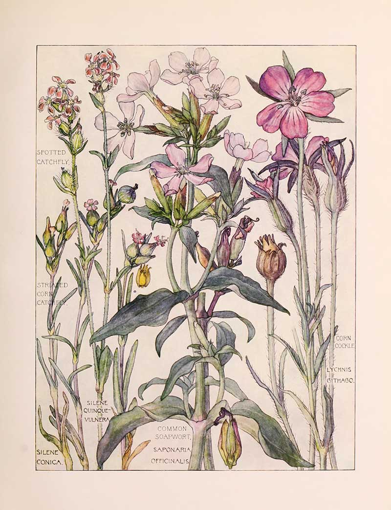 Vintage botanical watercolor showing pink family wildflowers second plate Harriet Adams wildflower botanical illustration
