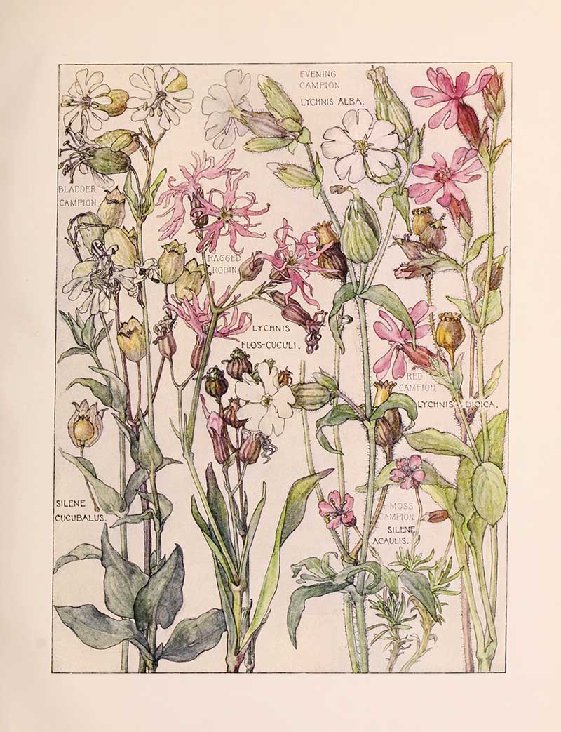 Vintage botanical watercolor showing pink family wildflowers third plate Harriet Adams wildflower botanical illustration