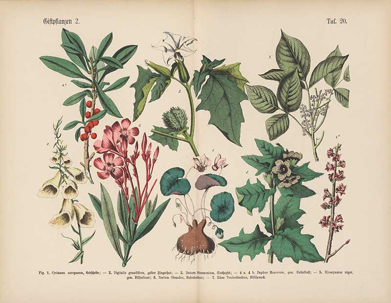 German botanical plate of poisonous plants including foxglove, oleander, cyclamen, and jimsonweed Carl Hoffmann botanical illustration