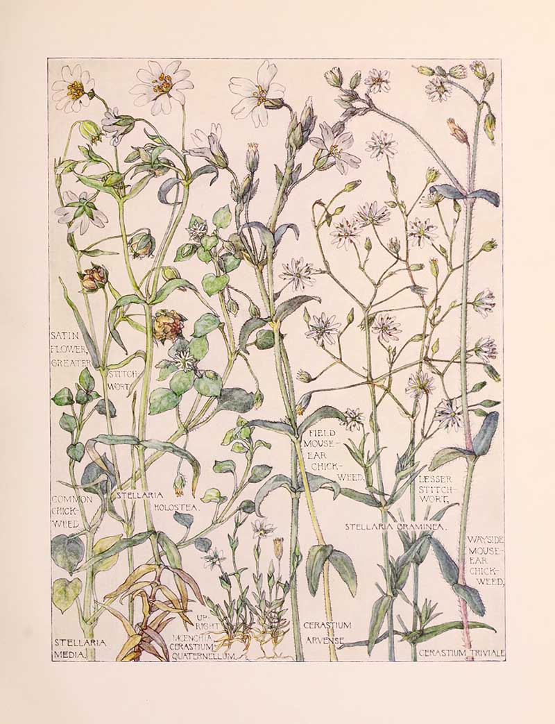 Vintage botanical watercolor showing pink family wildflowers fourth plate Harriet Adams wildflower botanical illustration