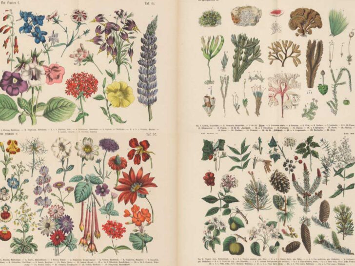 Carl Hoffman vintage botanical illustrations feature image