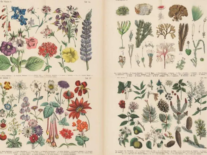 Carl Hoffman vintage botanical illustrations feature image
