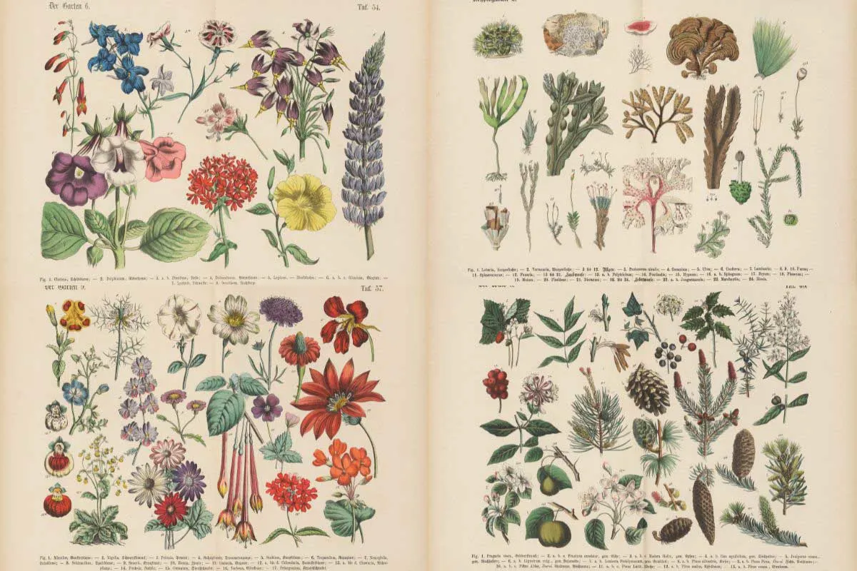 Carl Hoffman vintage botanical illustrations feature image