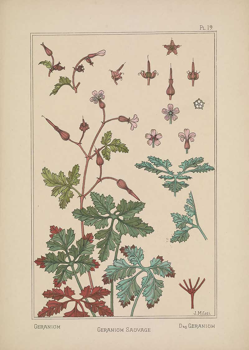 Geranium Flower Pattern Art Nouveau Eugene Grasset Art Nouveau pattern design