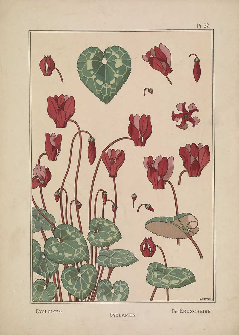 Cyclamen Flower Art Nouveau Eugene Grasset Art Nouveau pattern design