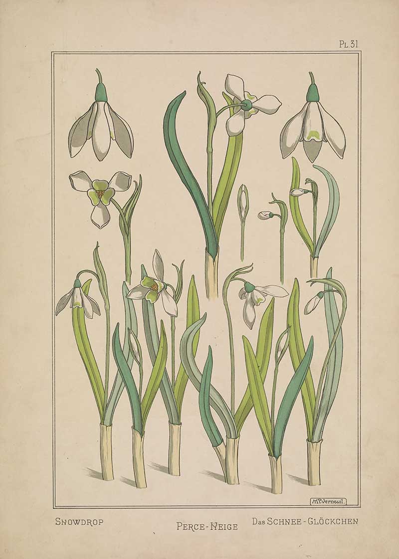 Snowdrop Flower Art Nouveau Eugene Grasset Art Nouveau pattern design