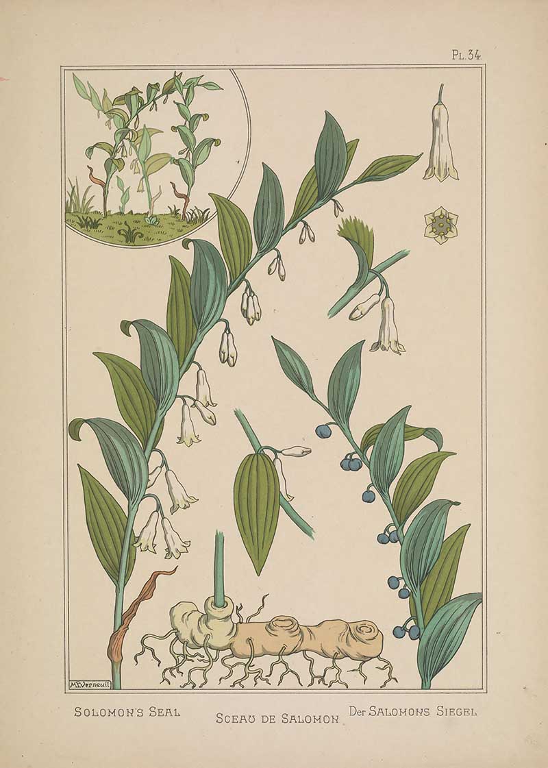Solomons seal Flower Art Nouveau Eugene Grasset Art Nouveau pattern design