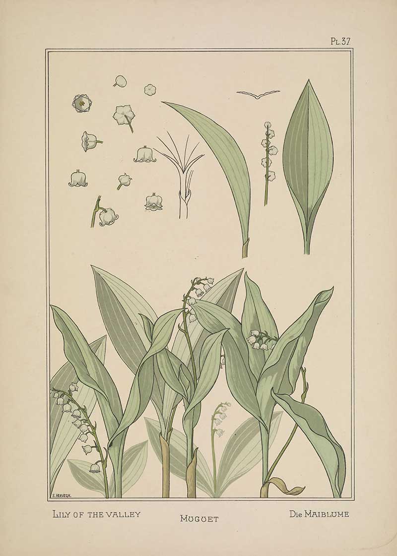 Lily of the valley Flower Art Nouveau Eugene Grasset Art Nouveau pattern design
