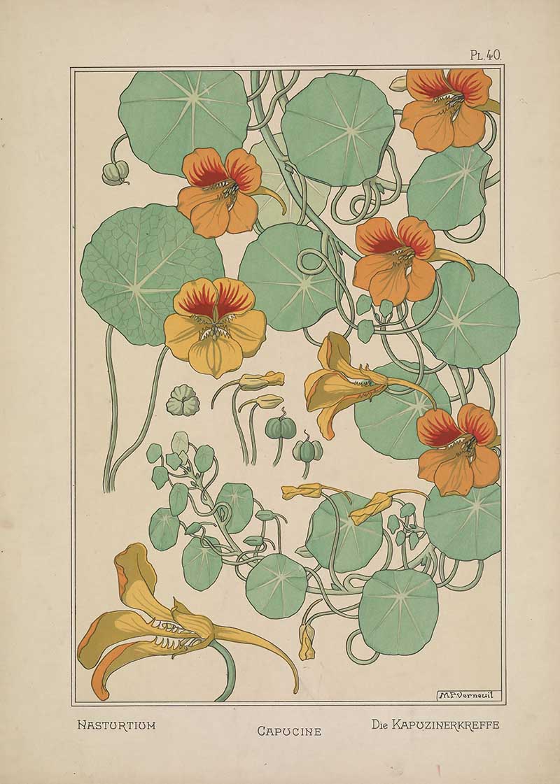 Nasturtium Flower Art Nouveau Eugene Grasset Art Nouveau pattern design